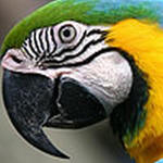 Macaw+parrot+clipart