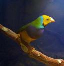 Canaries, Finches & Similar Sized Birds