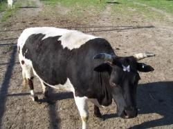 Mini Zebu Cattle - Butterfly