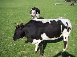Mini Zebu Cattle - Butterfly
