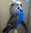 Budgies, Parrotlets & Similar Sized Birds