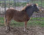 Underwoods Star Bey Bee - 2008 Filly For Sale