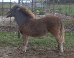 Underwoods Star Bey Bee - 2008 Filly For Sale