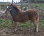Underwoods Star Bey Bee - 2008 Filly For Sale