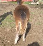 Underwoods Star Bey Bee - 2008 Filly For Sale