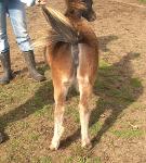 Underwoods Star Bey Bee - 2008 Filly For Sale