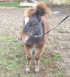 Underwoods Star Bey Bee - 2008 Filly For Sale