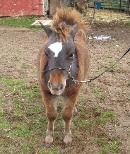 Underwoods Star Bey Bee - 2008 Filly For Sale