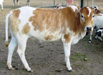 Miniature Zebu - Moonie