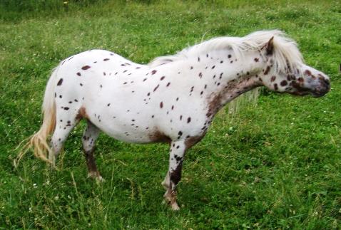Underwoods Medicine Woman - 2008 Filly