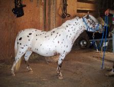 Underwoods Medicine Woman - 2008 Filly