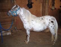 Underwoods Medicine Woman - 2008 Filly