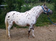 Underwoods Medicine Woman - 2008 Filly