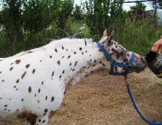 Underwoods Medicine Woman - 2008 Filly