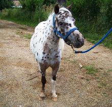 Underwoods Medicine Woman - 2008 Filly