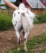 Underwoods Medicine Woman - 2008 Filly