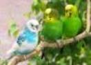 Budgies, Parrotlets & Similar Sized Birds