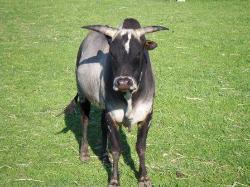 Mini Zebu Cattle - Willie