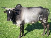 Miniature Zebu Cattle