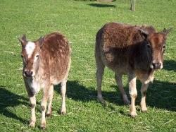 Mini Zebu Cattle - Zimi & Spot