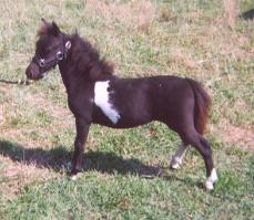 Underwood Farms Miniature Horses