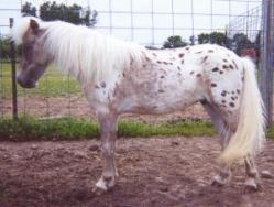 Underwood Farms Miniature Horses