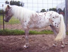 Underwood Farms Miniature Horses