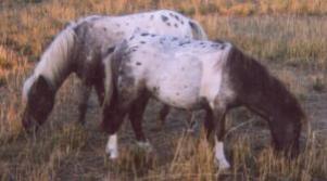 Underwood Farms Miniature Horses