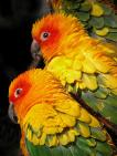 Cockatiels, Conures & Similar Sized Birds