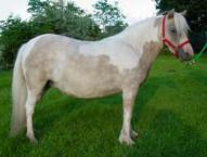 Underwoods Amazing Grace - 2001 Mare